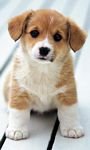 pic for cute puppy 